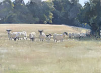17 Scottish Blackface ewes and lambs