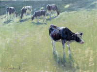 26 Steers, late summer sun