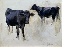24 Black steer 